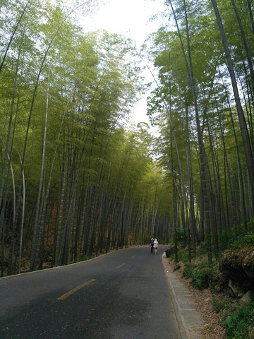 "不错，建议上山走路下山缆车，下山台阶比较坑脚，还有中途休息的凉亭太少且中间没有提供冷饮的地方，..._宜兴竹海"的评论图片