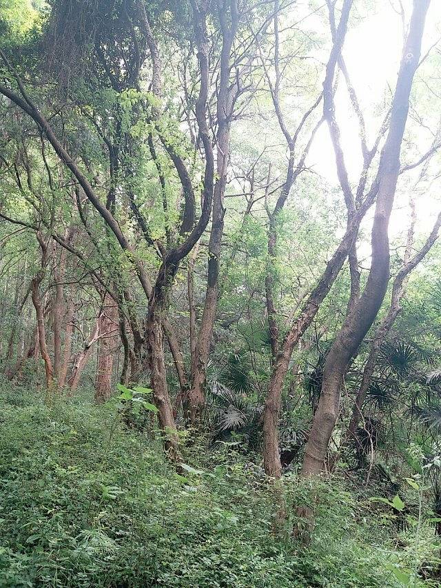 马鞍山森林公园