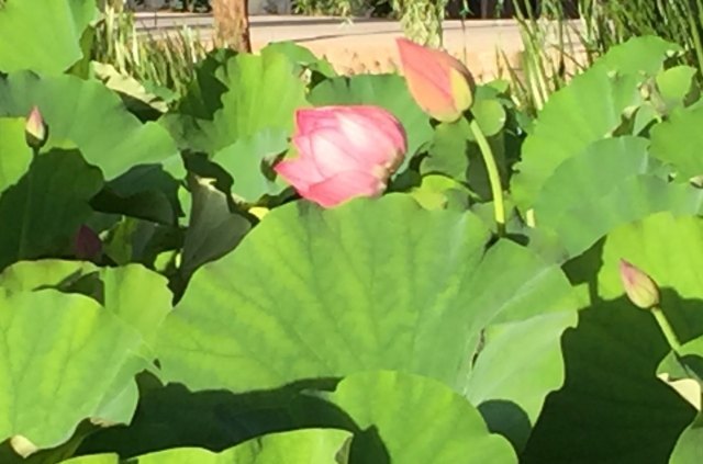 姚安路军民总管府