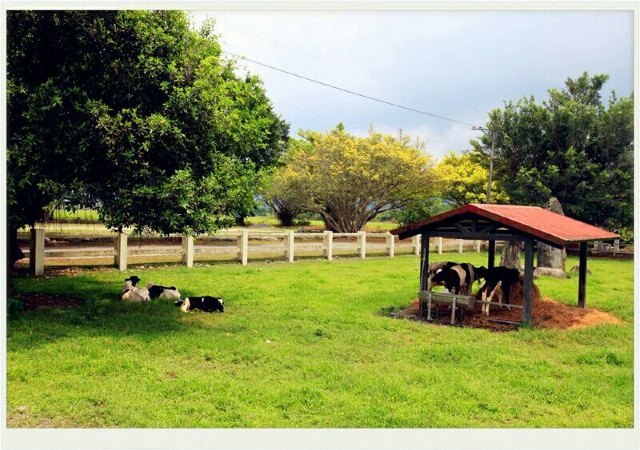 新光兆丰休闲农场