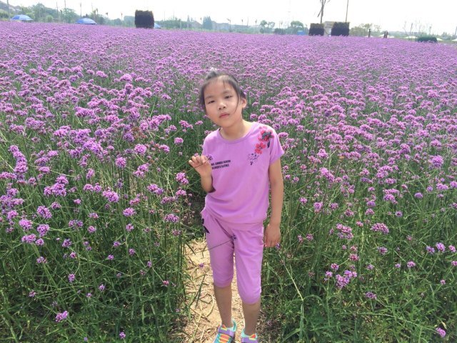 常州薰衣草庄园