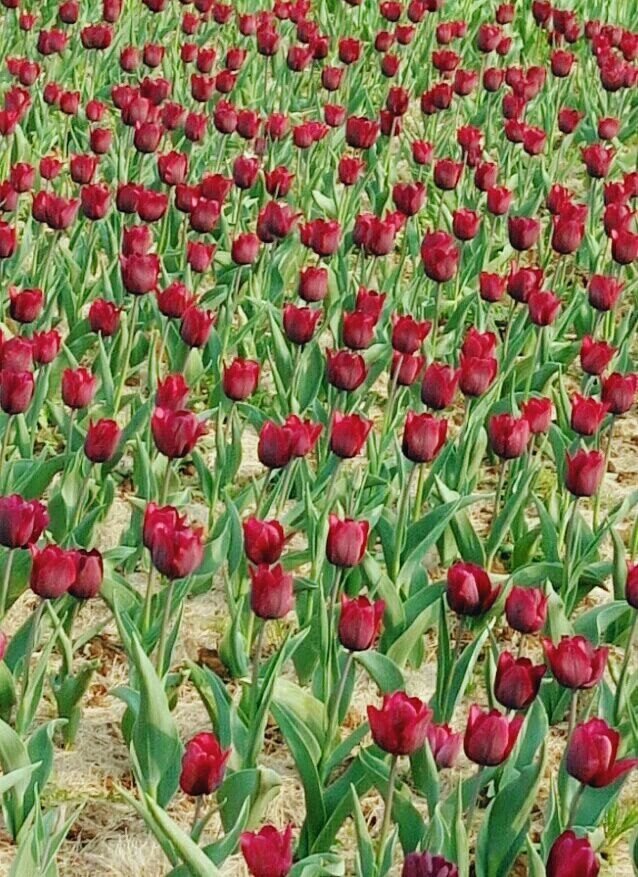 龙架山森林公园