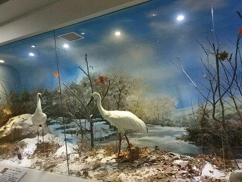 青岛滨海学院世界动物自然生态博物馆旅游景点图片
