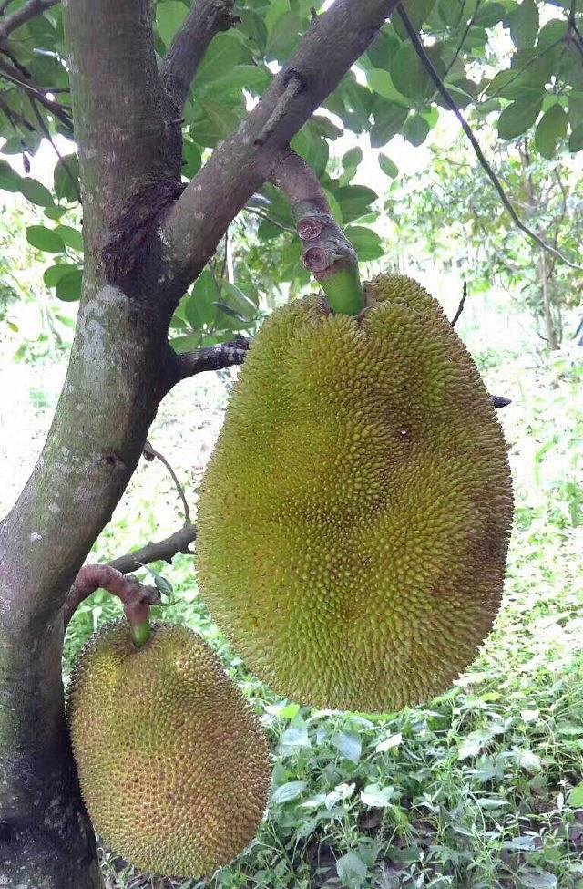 珠海一棵树休闲农庄