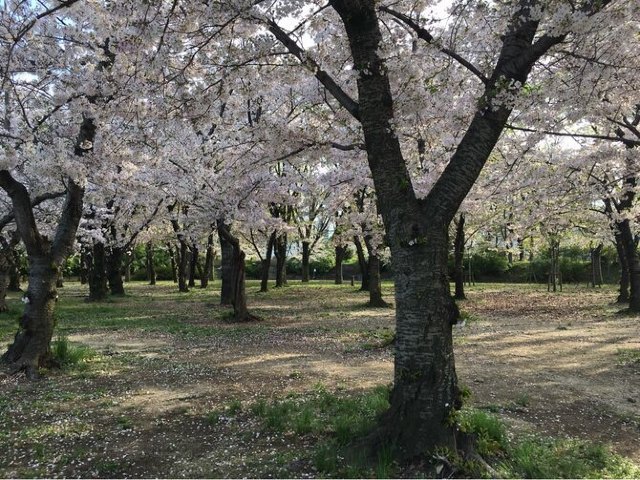 大阪城西之丸庭园