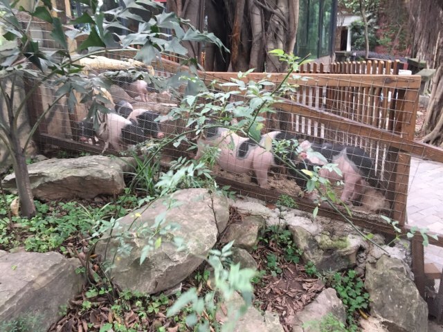 重庆鳄鱼养殖中心