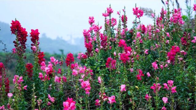 恒大峨眉山国际度假区-佛光花海