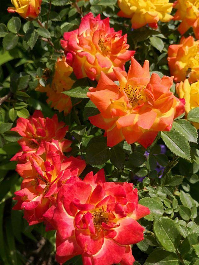 大兴世界月季主题园