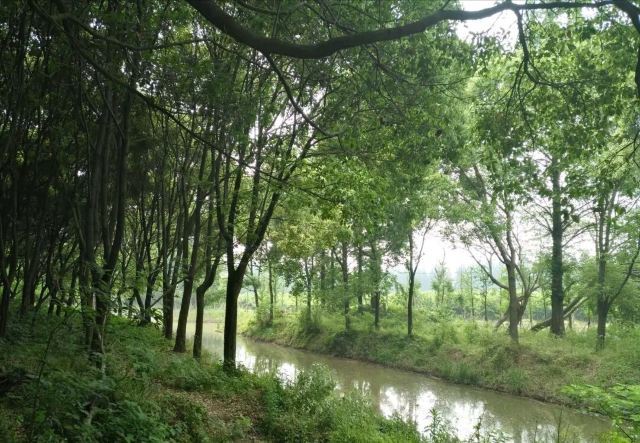 同里国家湿地公园