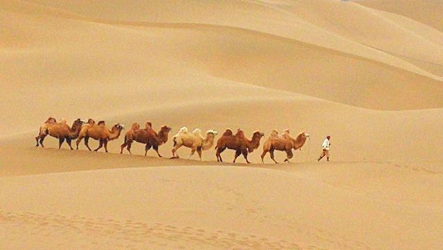 库木塔格沙漠景区-沙山公园