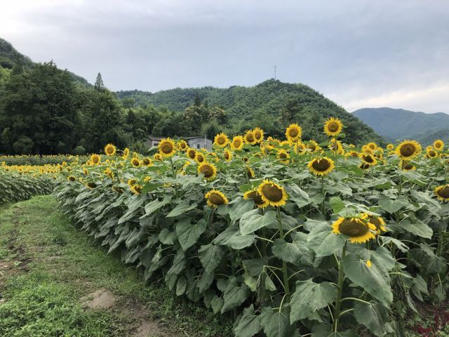 安吉余村荷花山峡谷漂流