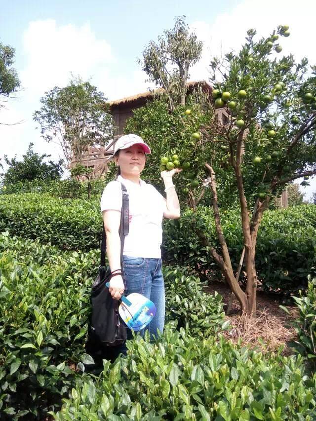 大木山茶园景区