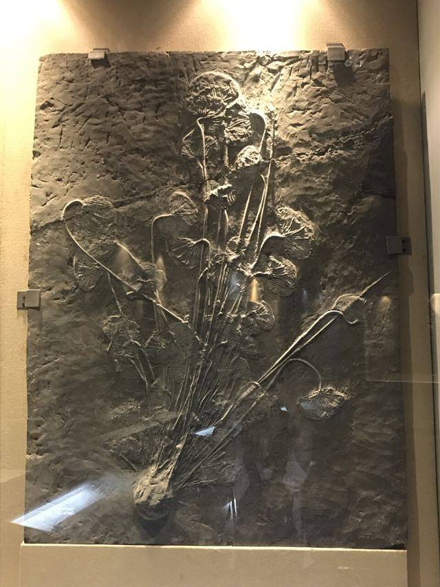 关岭化石群国家地质公园