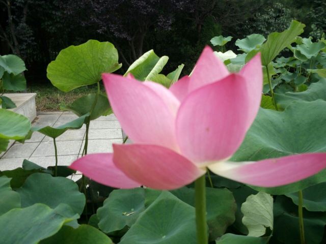 南戴河国际娱乐中心