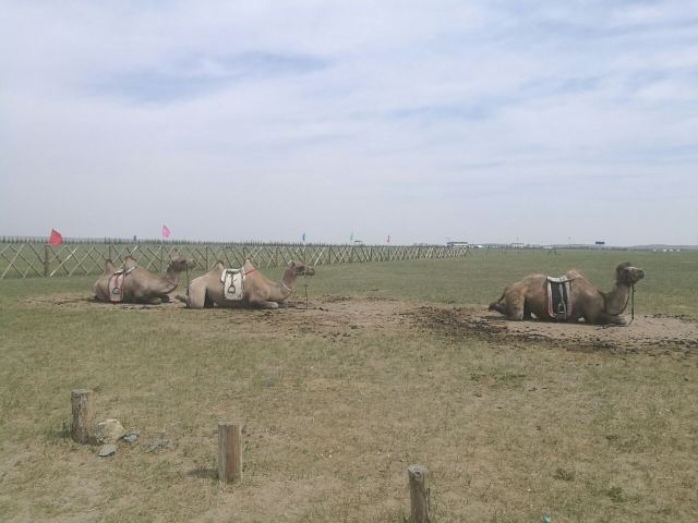 锡林郭勒盟草原