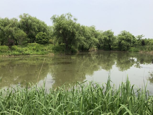 长兴太湖图影湿地文化园