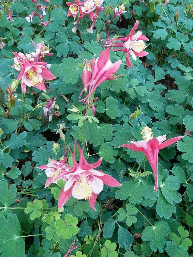 北京农业嘉年华