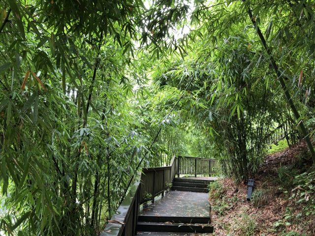 沐川竹海旅游景区