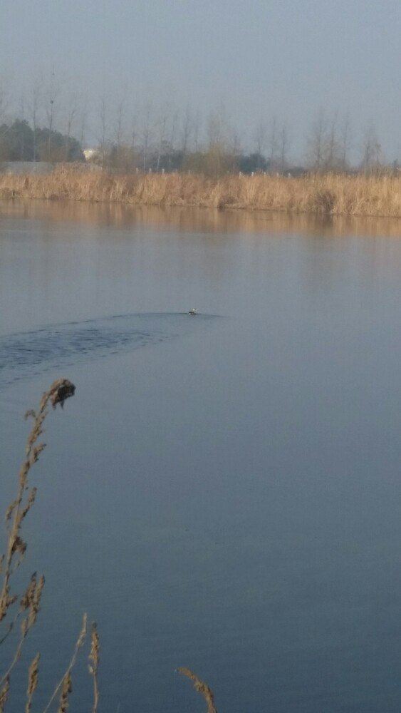 普罗旺斯薰衣草庄园