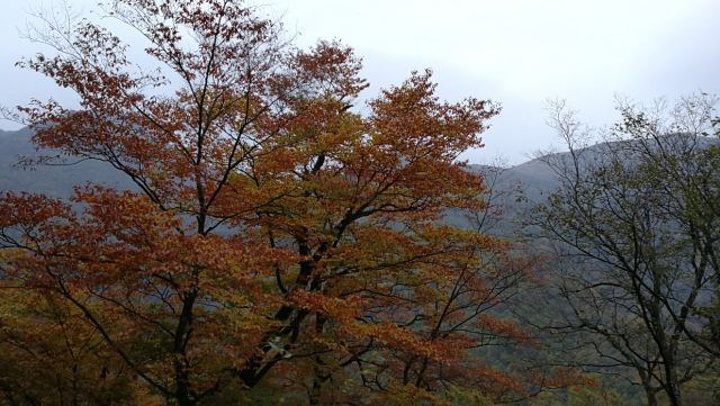 "这里是我国发现野人的地方，游玩的那天山上一直下雪，有的地方雪下的好大，一片云雾缭绕，没法完全看..._神农顶风景区"的评论图片