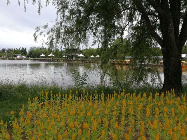 白银水川黄河湿地公园