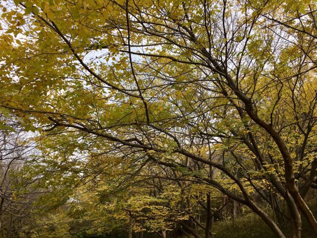 冠世榴园旅游度假区