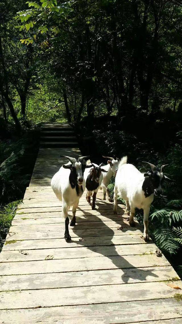 黑竹沟风景名胜区