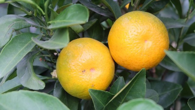 中国柑橘博览园