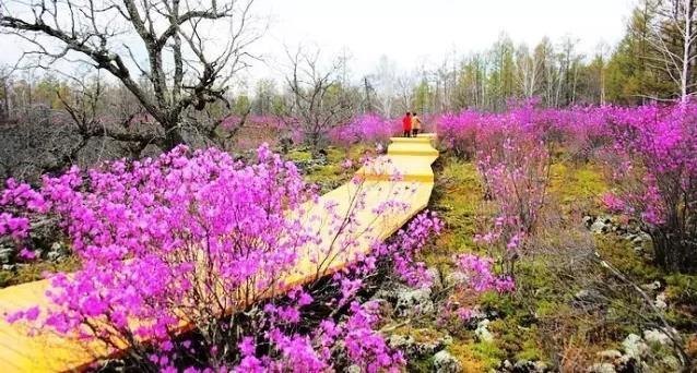 达尔滨湖国家森林公园