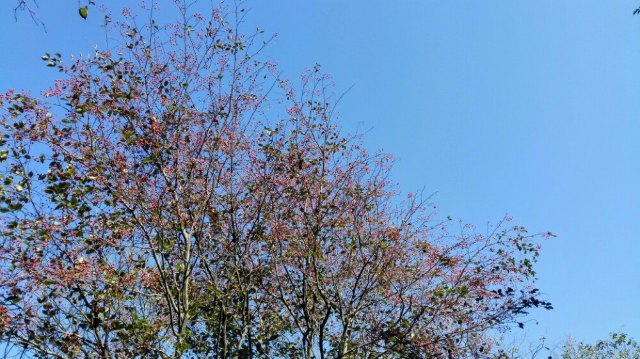 猕猴桃谷风景区