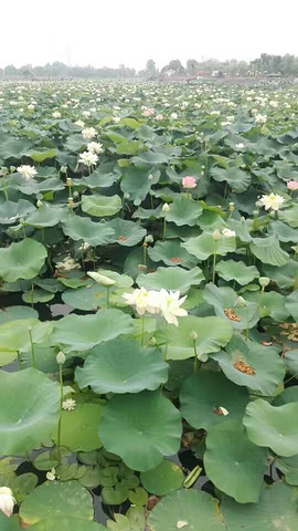 "焦岗湖以水闻名，东与风景秀丽的八公山连接。夏天去焦岗湖赏荷花是个不错的选择_焦岗湖国家湿地公园"的评论图片