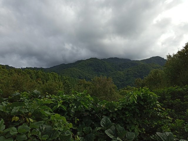 "_五指山水满河热带雨林风景区"的评论图片