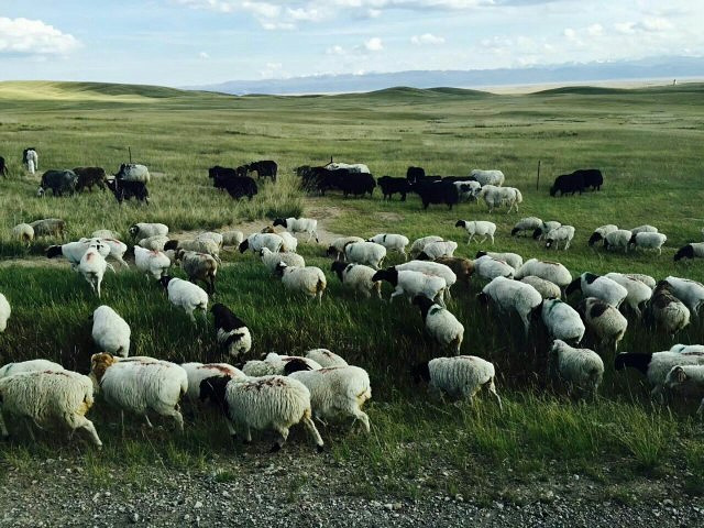 河流如带草水丰美牛羊成群是我国最大的高山草甸草场也是仅次于内蒙古