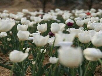 黄龙壹号生态园