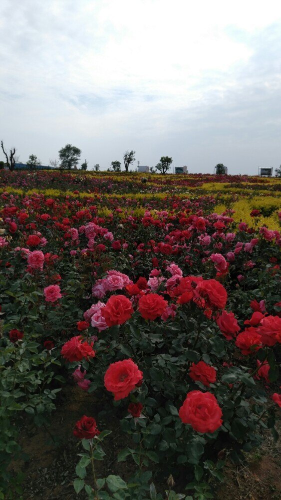 玫瑰小镇生态旅游观光园