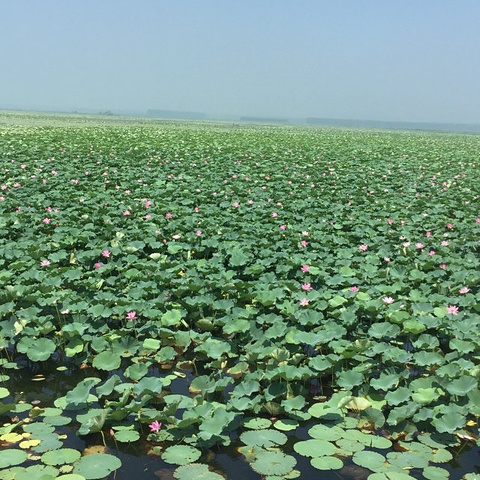 "这不是一个商业信息很浓的旅游地，有风景有历史感。因为鱼很多，专门去吃鱼的也是味道好，性价比很高_微山湖红荷湿地景区"的评论图片