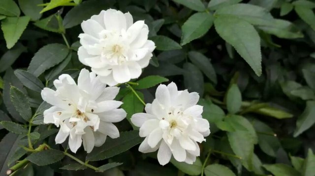 花卉园艺展示馆