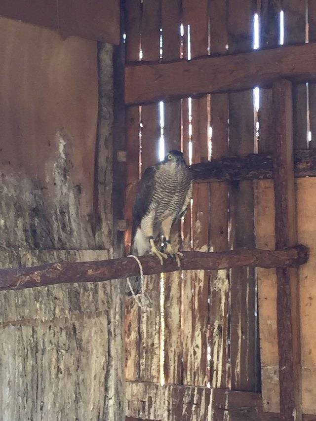 丽江雪山猎鹰谷景区