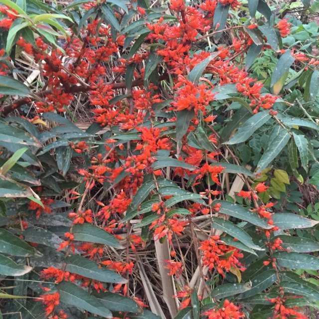 森波拉度假森林