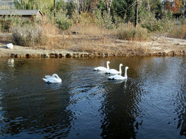 长白岛森林公园
