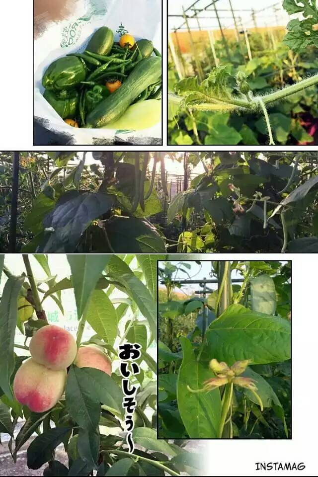 小蜜蜂农场(凯德七宝购物广场七莘路店)