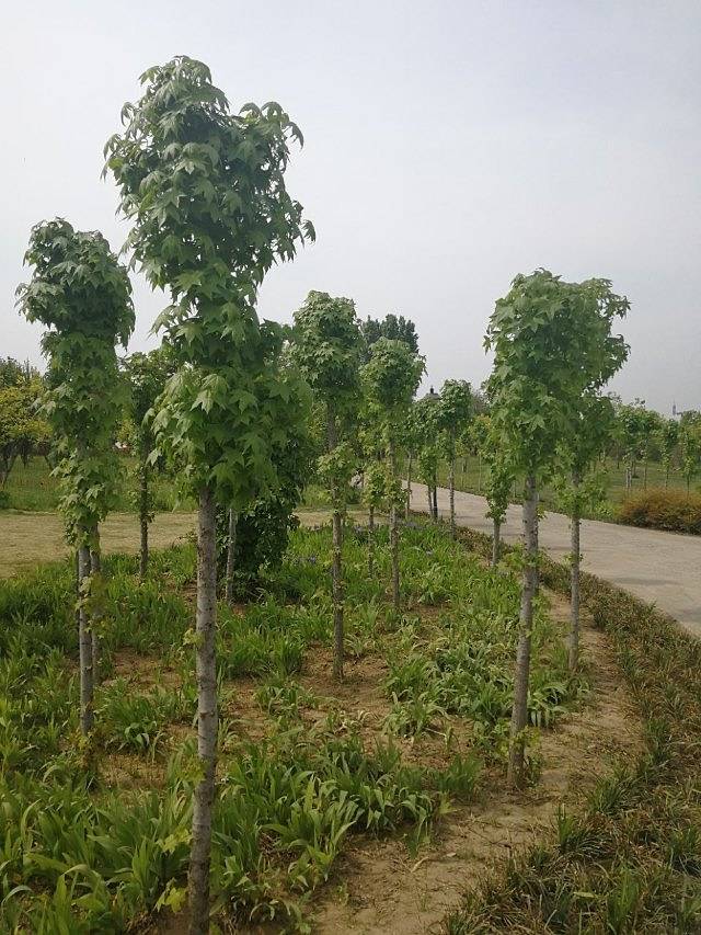 花田紫韵薰衣草庄园