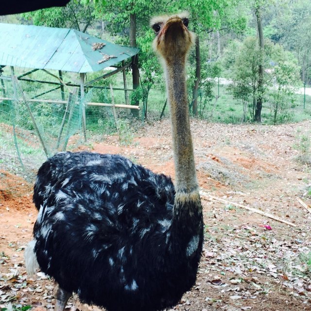三峡森林野生动物世界