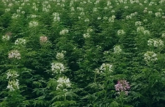 中国有机生活公园