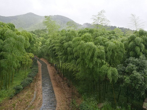 大唐贡茶院旅游景点攻略图