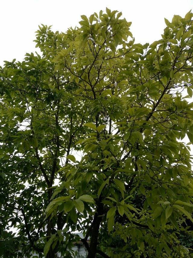 白裤瑶原始村落