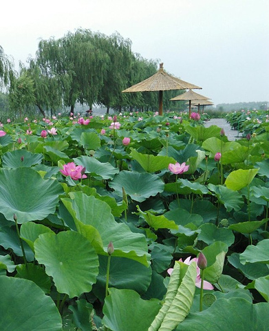 "一方水土养一方人，在城里需精心养护的荷花，在这里滋意的生长着，不用刻意养护，这就是荷花的圣地_元妃荷园"的评论图片