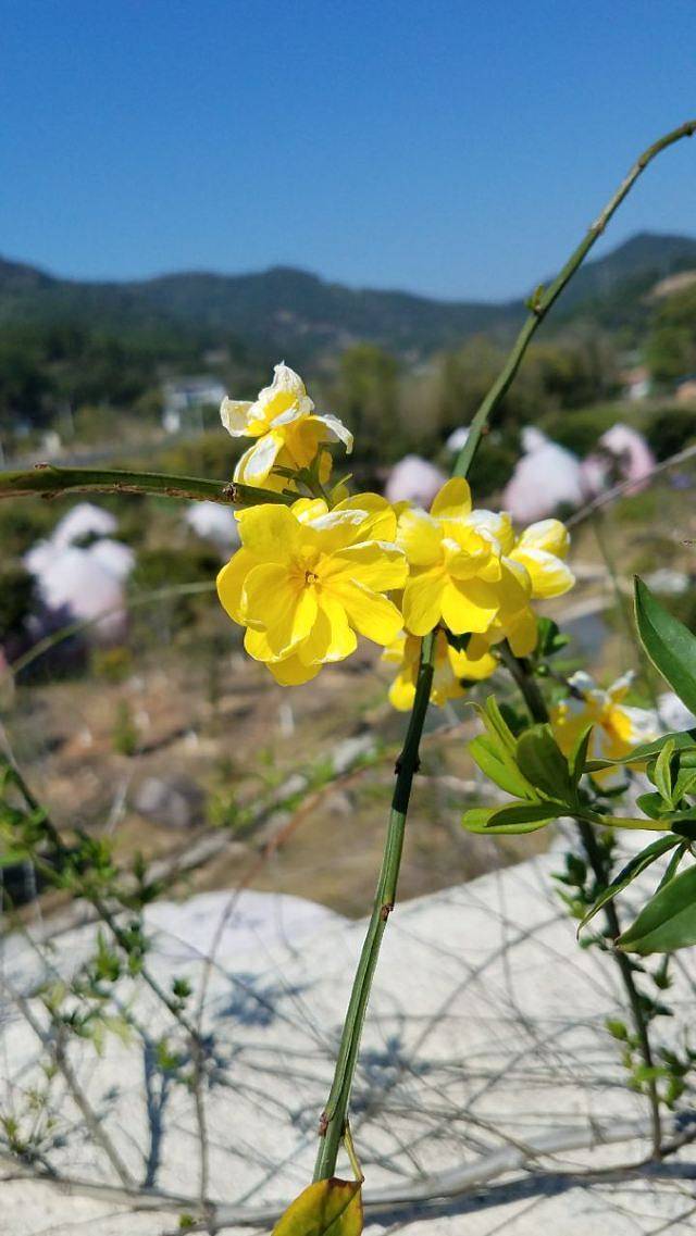 桃仙溪景区桃花岛