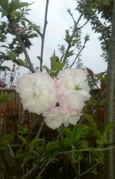 花田广兴宝塔浪漫樱花园