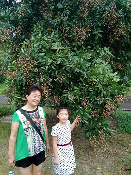 张坝桂圆林旅游景点攻略图